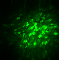 An nVista 2P image of GCaMP-expressing neurons in the prefrontal cortex of a freely behaving animal