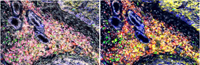 CosMx Same-Cell Multiomics with CosMx WTX and protein from lung tissue
