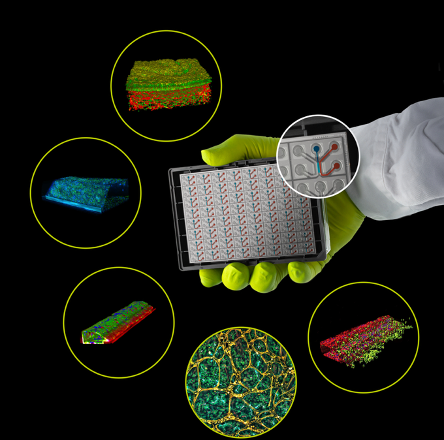 MIMETAS provides scalable organ-on-a-chip solutions for culturing and analyzing human-relevant tissues in a high-throughput plate format. The OrganoPlate&reg; platform enables advanced disease modeling, drug testing, and safety assessment. Shown clockwise from the bottom right: immune cell migration from a blood vessel, a vascularized liver model, a gut tubule, a colon organoid-derived tubule, and a vascularized lung model